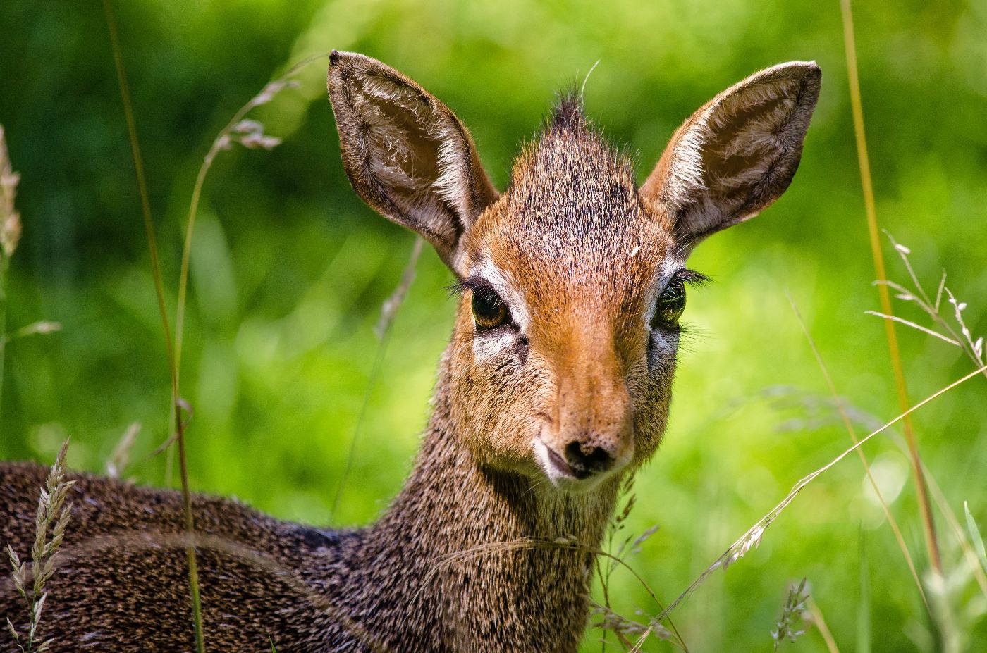 dik-dik-looking-at-camera