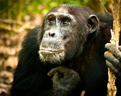 chimpanzee-mahale-wildlife-tanzania-wildlife