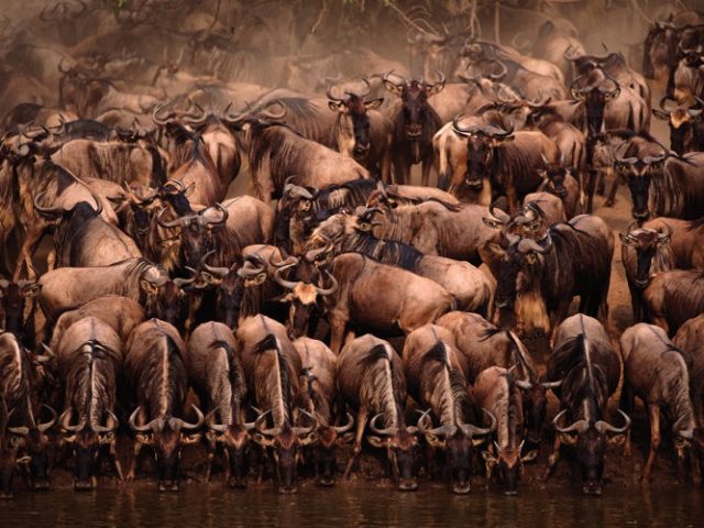 Wildebeest herd drinking at Mara River, Masai Mara Kenya