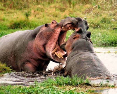 tanzania-blackpepper-safari